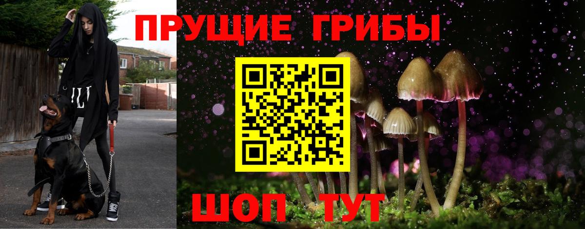 Псилоцибиновые грибы прущие грибы  Вход с VPN  Псилоцибиновые грибы GOLDEN TEACHER  Гудермес 